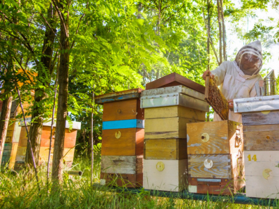 L'apiculture au mois d'août