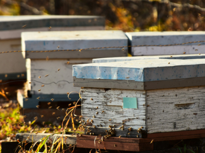 Octobre au rucher : préparer les abeilles pour l’hiver