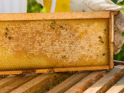 Bien débuter en apiculture : le guide complet