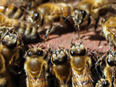 Barbe à abeilles devant la ruche : faut-il s’inquiéter ?