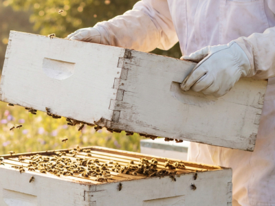 Comment bien utiliser le chasse-abeilles ?