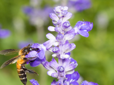 Que vont butiner les abeilles au mois d’août ?