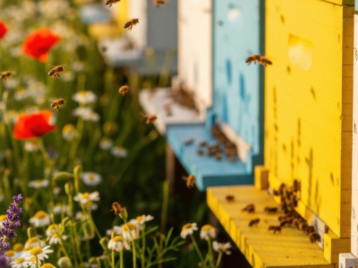 Que faire au rucher début Août ? Le guide complet de l'apiculteur